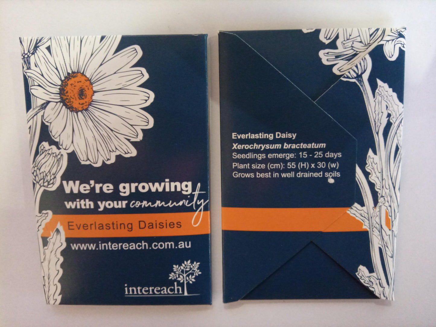 CUS97 INTEREACH Evelasting Daisy seed