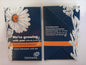 CUS97 INTEREACH Evelasting Daisy seed